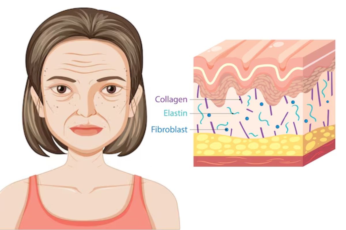 collagen in skin
