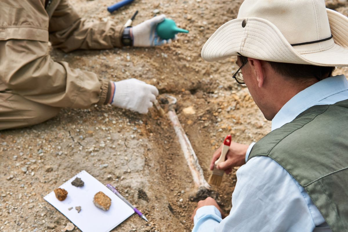 Hunt for Fossils