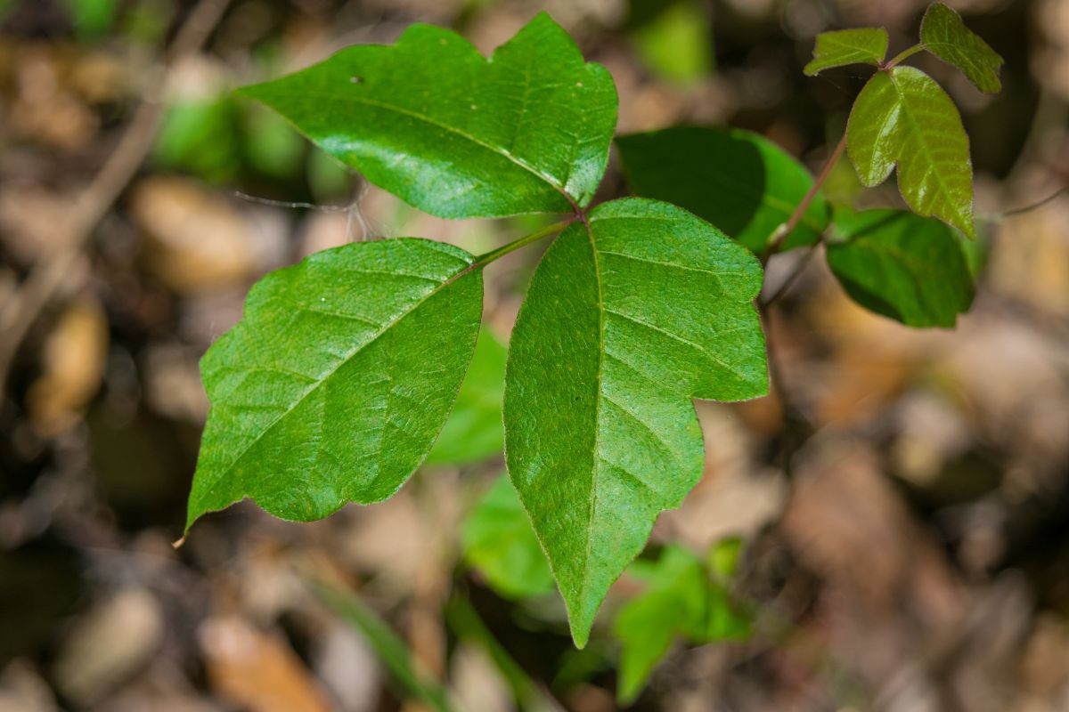 Poison ivy